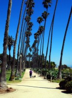 Swaying palm trees, Santa Monica (Los Angeles) California