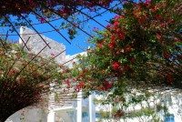 Bougainvillea stands at the Getty Center, Los Angeles, California