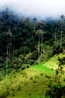 Wax palms and gaucho, Valle de Cocora, Colombia
