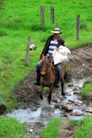 Modern day gaucho, Valle de Cocora, Colombia
