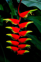 Heliconia flower, Hacienda Bambusa, Armenia, Colombia