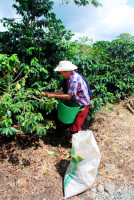 Coffee bean picker, cafe la Morelia, Armenia, Colombia