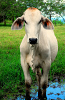 Dewlap and large ears dissipate the heat, Hacienda Bambusa, Armenia, Colombia