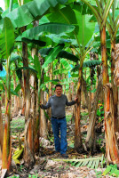 Banana trees, Hacienda Bambusa, Armenia, Colombia