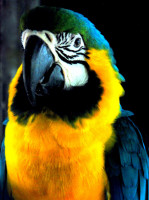 Gnarly parrot, Convento y Iglesia San Pedro Claver, Cartagena, Colombia