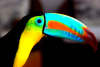 Poco, the pet toucan, Casa Quero, Cartagena, Colombia