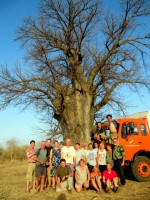 Stir crazy in West Africa, overlanding with Dragoman (and no we didn't just hit the the tree, it was like that when we found it)