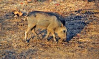 Baby warthog, Mole National Park, Ghana, Africa
