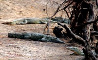 Nile crocodiles, Dogon Country, Mali, Africa Nile crocodiles, Dogon Country, Mali, Africa