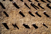 Refinishing the Sankore Mosque one handprint at a time, Timbuktu, Mali, Africa Refinishing the Sankore Mosque one handprint at a time, Timbuktu, Mali, Africa