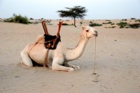 Camel and Sahara Desert, Timbuktu, Mali, Africa Camel and Sahara Desert, Timbuktu, Mali, Africa