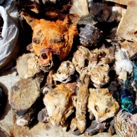 Bamako fetish market, Mali, Africa