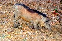 Adult warthog, Mole National Park, Ghana, Africa