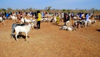 Goats for sale, Kati market, Mali, Africa Goats for sale, Kati market, Mali, Africa