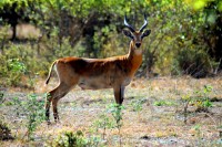 Kob antelope, Mole NP walking safari, Ghana, Africa Kob antelope, Mole NP walking safari, Ghana, Africa