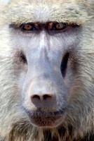 Baboon portrait, Mole National Park, Ghana, Africa