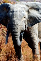 Elephant with flared ears means I'm a little too close, Mole NP walking safari, Ghana, Africa Elephant with flared ears means I'm a little too close, Mole NP walking safari, Ghana, Africa