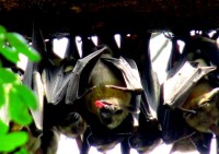 A rather rude fruit bat, Kumasi, Ghana, Africa