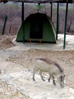 Friendly warthog wanders through camp, Mole National Park, Ghana, Africa