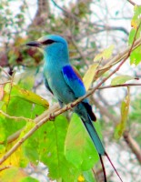 Woodland Kingfisher, Mole NP walking safari. Ghana, Africa Woodland Kingfisher, Mole NP walking safari. Ghana, Africa