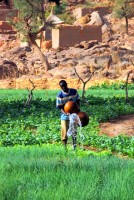 Watering the crops, village of Nombori, Dogon Country, Mali, Africa Watering the crops, village of Nombori, Dogon Country, Mali, Africa