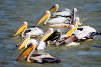 Great White Pelicans, Parc National des Oiseaux du Djoudj, Senegal, Africa