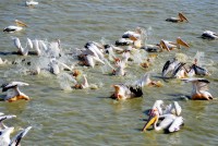 Great White Pelican feeding frenzy, Parc National des Oiseaux du Djoudj, Senegal, Africa