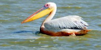Great White Pelican portrait, Parc National des Oiseaux du Djoudj, Senegal, Africa