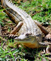 Nile Crocodile, Parc National des Oiseaux du Djoudj, Senegal, Africa