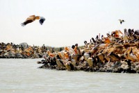 Great White Pelican breeding grounds, Parc National des Oiseaux du Djoudj, Senegal, Africa