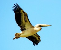 Great White Pelican in flight, Parc National des Oiseaux du Djoudj, Senegal, Africa