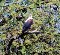 Fish Eagle, Parc National des Oiseaux du Djoudj, Senegal, Africa