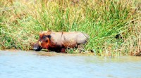 Warthog, Parc National des Oiseaux du Djoudj, Senegal, Africa