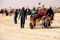 Donkey and cart for hire, Nouakchott fish market, Mauritania, Africa
