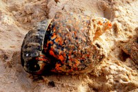 Giant sea snail? Nouakchott fish market, Mauritania, Africa