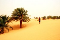 Palm trees, Tanouchert Oasis, Mauritania, Africa
