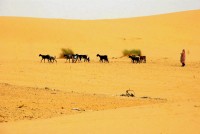 Goat herder, Sahara Desert, Mauritania, Africa