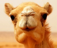 Camel portrait, Tanouchert Oasis, Mauritania, Africa