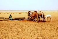 The Camel's Head watering hole (must be over 21 to drink here), Tanouchert Oasis, Mauritania, Africa