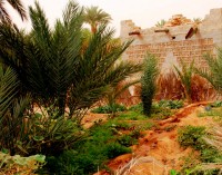 Vegetable garden, Tanouchert Oasis, Mauritania, Africa