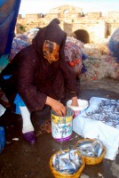 Fresh fish for sale, Essaouira harbor, Morocco, Africa