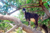 Tree-climbing goats, near Essaouira, Morocco, Africa