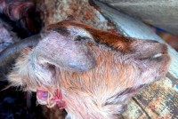 Sadly this goat will no longer be climbing Argan trees, unless it's in goat heaven