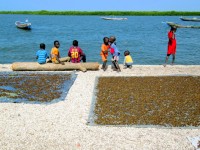 Children playing, shellfish drying, Falia village, Sine-Saloum Delta, Senegal, Africa Children playing, shellfish drying, Falia village, Sine-Saloum Delta, Senegal, Africa