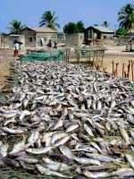 Lotte au curry drying in the sun, Sine-Saloum Delta, Senegal, Africa Lotte au curry drying in the sun, Sine-Saloum Delta, Senegal, Africa