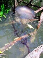 Jelly fish with long red tentacles, Sine-Saloum Delta, Senegal, Africa Jelly fish with long red tentacles, Sine-Saloum Delta, Senegal, Africa