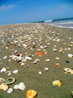 A deserted beach, Sine-Saloum Delta, Senegal, Africa A deserted beach, Sine-Saloum Delta, Senegal, Africa