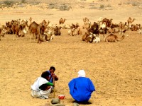 Ahmed and Mahmoud get directions from a local camel herder, Mauritania, Africa