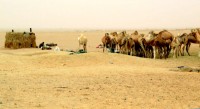 Nomadic camel encampment, Mauritania, Africa