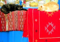 I don't think the cats are for sale - otherwise Christi would buy them, Medina, Essaouira, Morocco, Africa